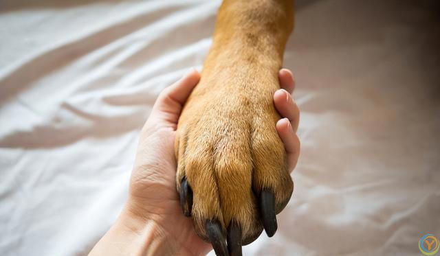 原来，你摸狗狗的爪子，它是这么想的啊！