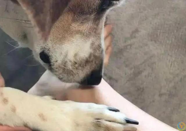 原来，你摸狗狗的爪子，它是这么想的啊！