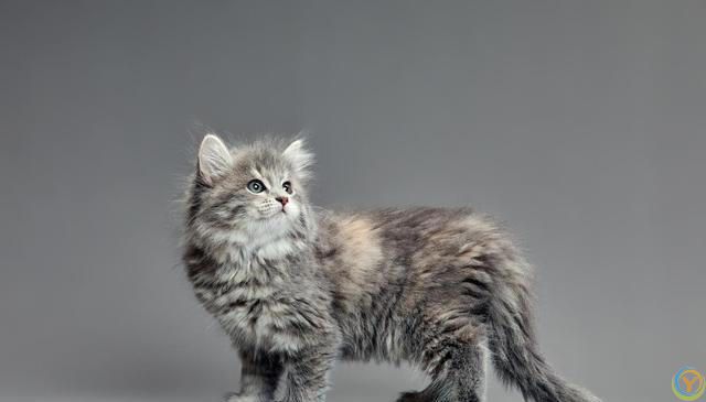 猫咪的小脑袋里，每天都在琢磨啥？