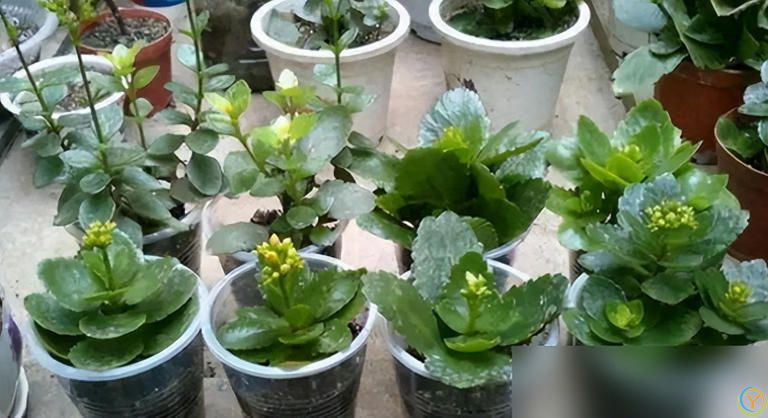 这些花快扦插，当年即可开花！