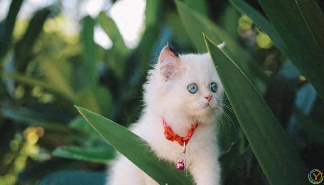 猫咪的小脑袋里，每天都在琢磨啥？