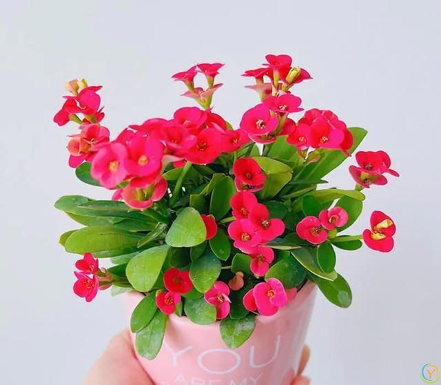 6种便宜花，号称“晒不死”，越热开花越绚烂，新手也能养爆棚