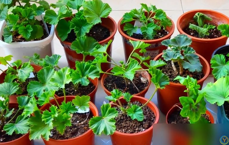 这些花快扦插，当年即可开花！