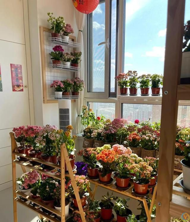 6种便宜花，号称“晒不死”，越热开花越绚烂，新手也能养爆棚