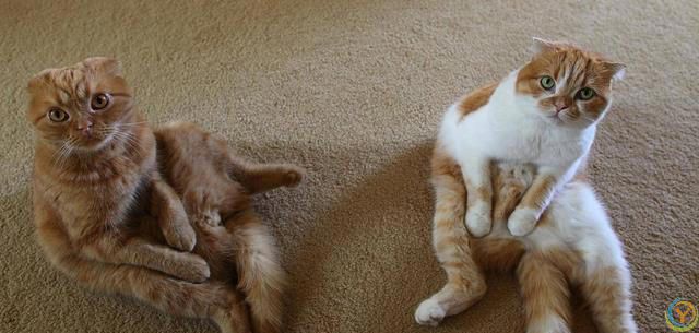 猫咪有这8种特征，说明你养得很好！