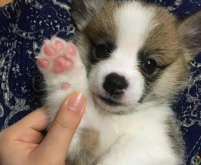 原来，你摸狗狗的爪子，它是这么想的啊！