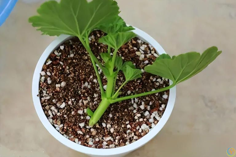 这些花快扦插，当年即可开花！