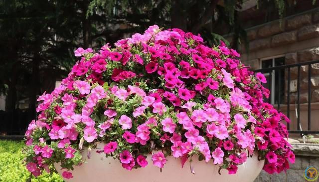 6种便宜花，号称“晒不死”，越热开花越绚烂，新手也能养爆棚