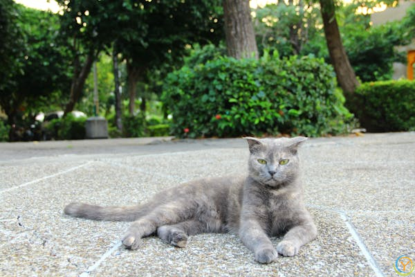 注意！你家猫咪可能吃太多了！这些危害和原因一定要知道！