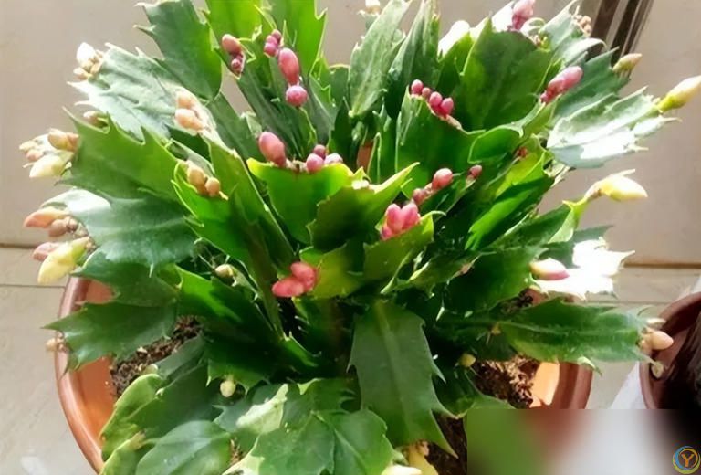 这些花快扦插，当年即可开花！