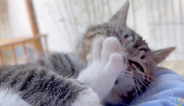 猫咪有这8种特征，说明你养得很好！