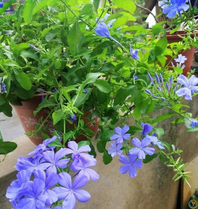 6种便宜花，号称“晒不死”，越热开花越绚烂，新手也能养爆棚