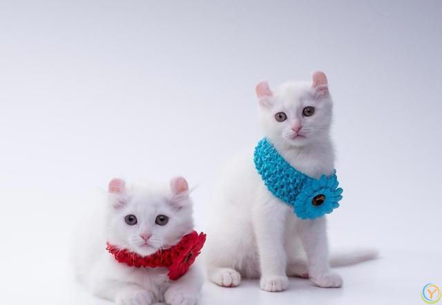 猫咪的小脑袋里，每天都在琢磨啥？