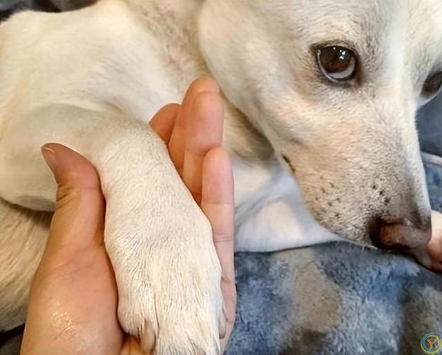 原来，你摸狗狗的爪子，它是这么想的啊！