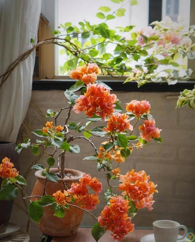 6种便宜花，号称“晒不死”，越热开花越绚烂，新手也能养爆棚