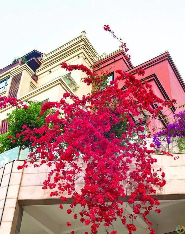 6种便宜花，号称“晒不死”，越热开花越绚烂，新手也能养爆棚