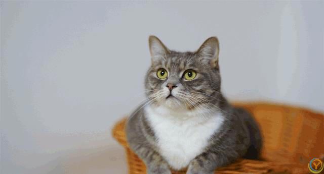 猫咪有这8种特征，说明你养得很好！