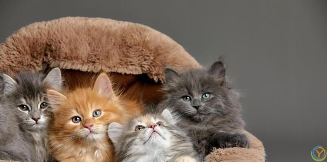 猫咪的小脑袋里，每天都在琢磨啥？