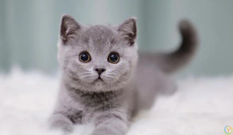 这些公认的高颜值小猫咪，有你喜欢的吗？