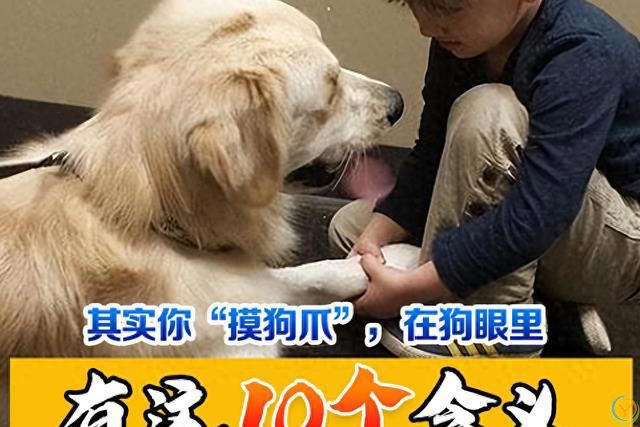 原来，你摸狗狗的爪子，它是这么想的啊！