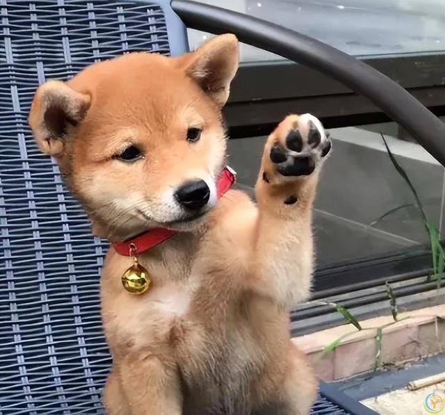 原来，你摸狗狗的爪子，它是这么想的啊！