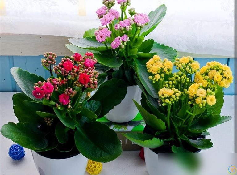 这些花快扦插，当年即可开花！