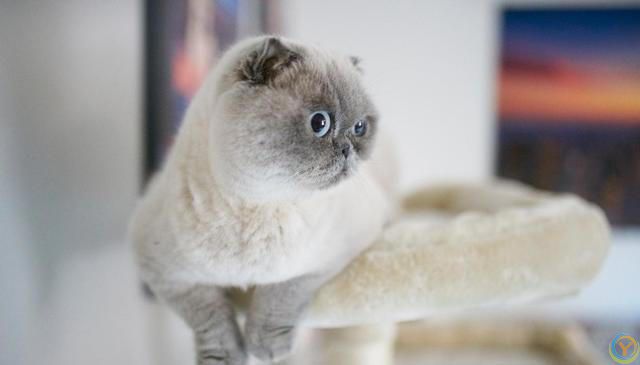 猫咪的小脑袋里，每天都在琢磨啥？