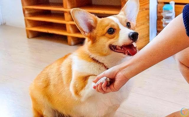 原来，你摸狗狗的爪子，它是这么想的啊！