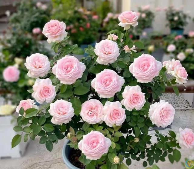 6种便宜花，号称“晒不死”，越热开花越绚烂，新手也能养爆棚