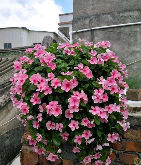 6种便宜花，号称“晒不死”，越热开花越绚烂，新手也能养爆棚