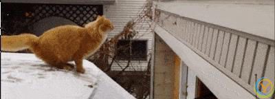 猫咪有这8种特征，说明你养得很好！