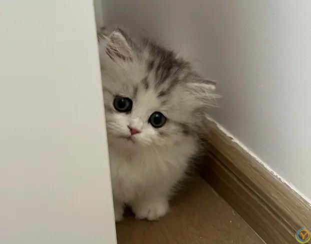 猫咪其实也会哭！这6种行为等于“在流泪”