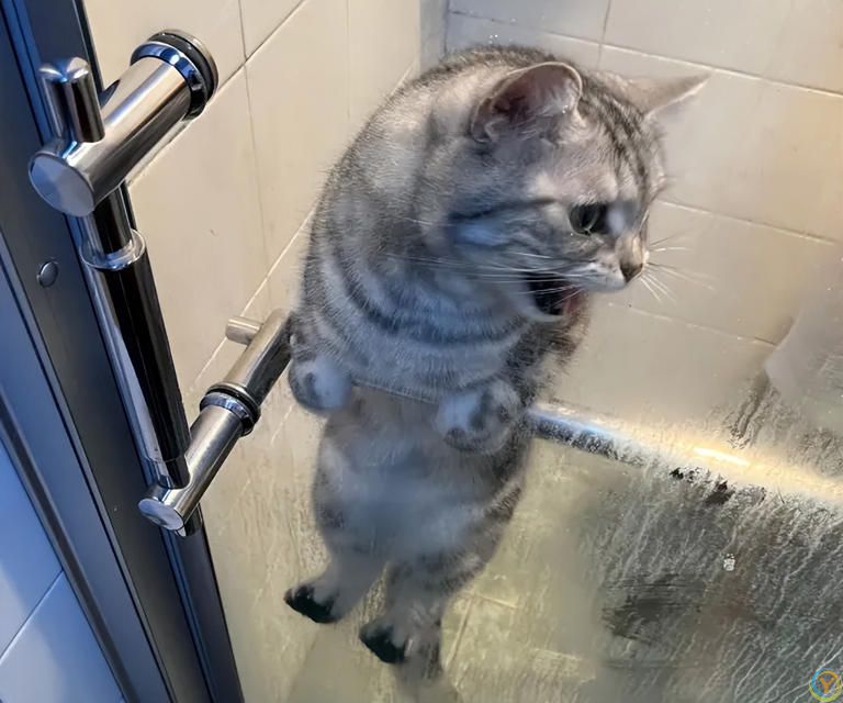 养猫哪些事不能做？别等猫咪翻脸后悔！