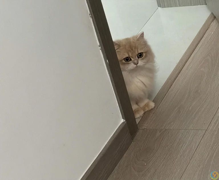 养猫哪些事不能做？别等猫咪翻脸后悔！