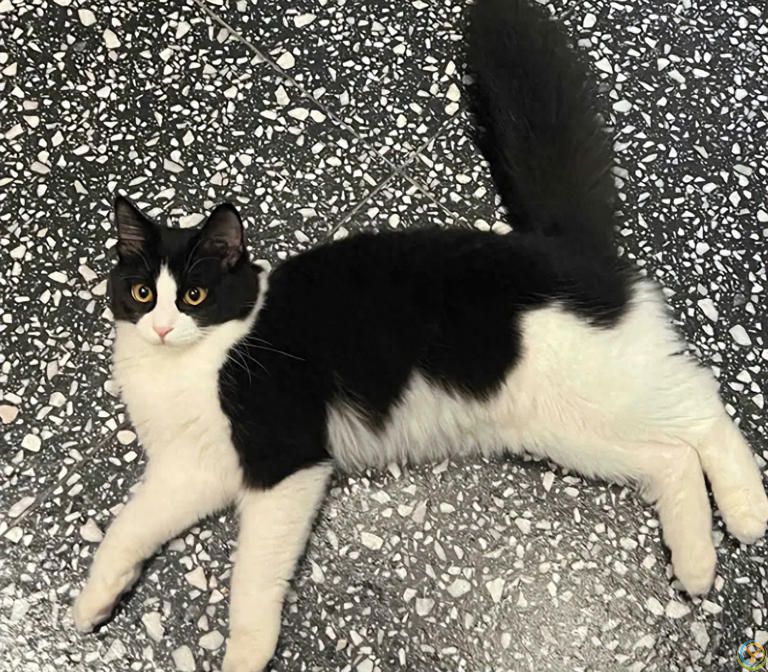 养猫哪些事不能做？别等猫咪翻脸后悔！