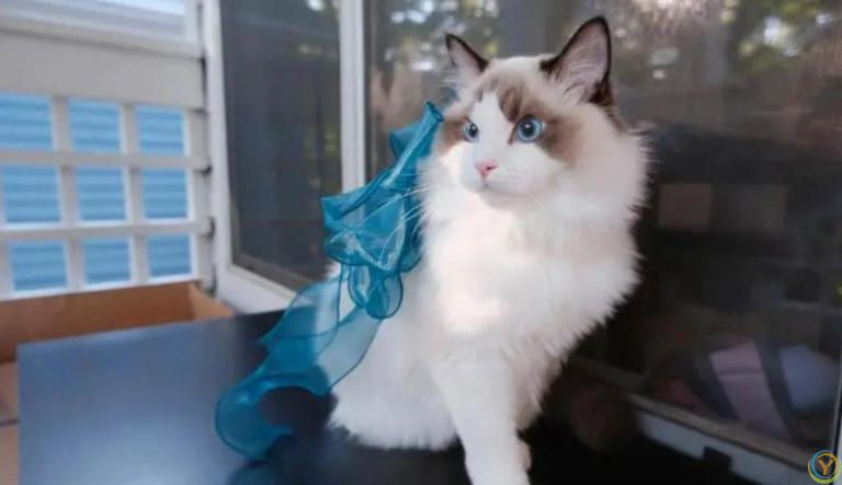 这些公认的高颜值小猫咪，有你喜欢的吗？