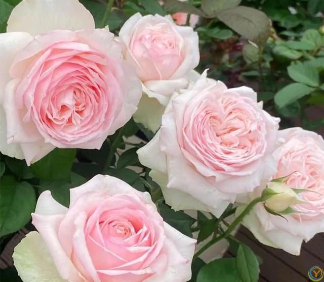 6种便宜花，号称“晒不死”，越热开花越绚烂，新手也能养爆棚