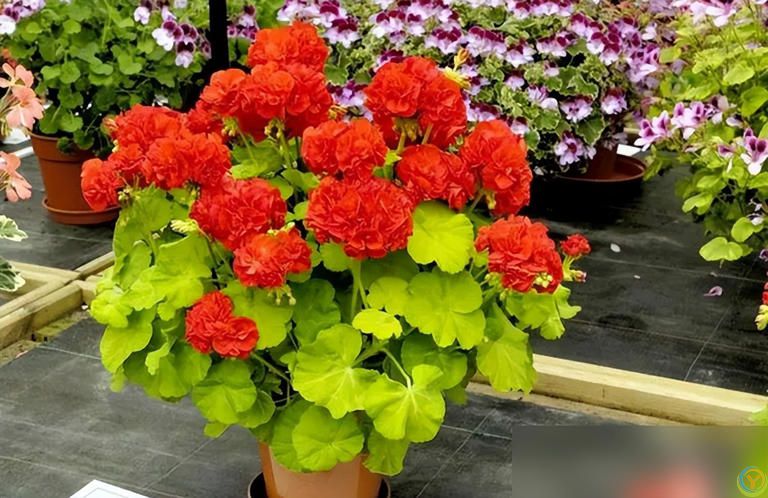 这些花快扦插，当年即可开花！