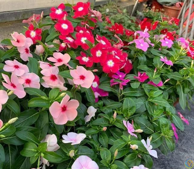 6种便宜花，号称“晒不死”，越热开花越绚烂，新手也能养爆棚