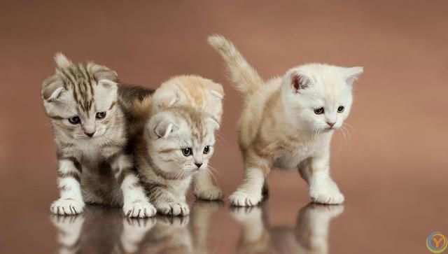 猫咪的小脑袋里，每天都在琢磨啥？