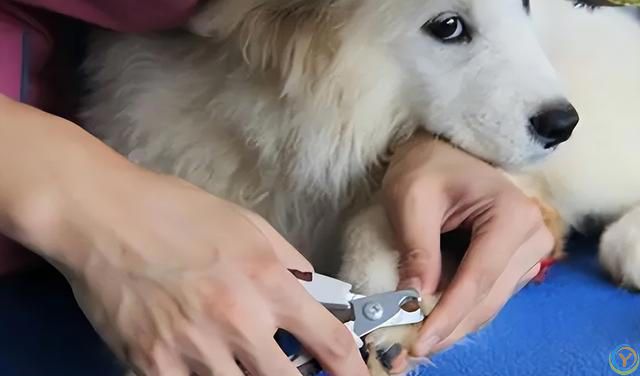 原来，你摸狗狗的爪子，它是这么想的啊！