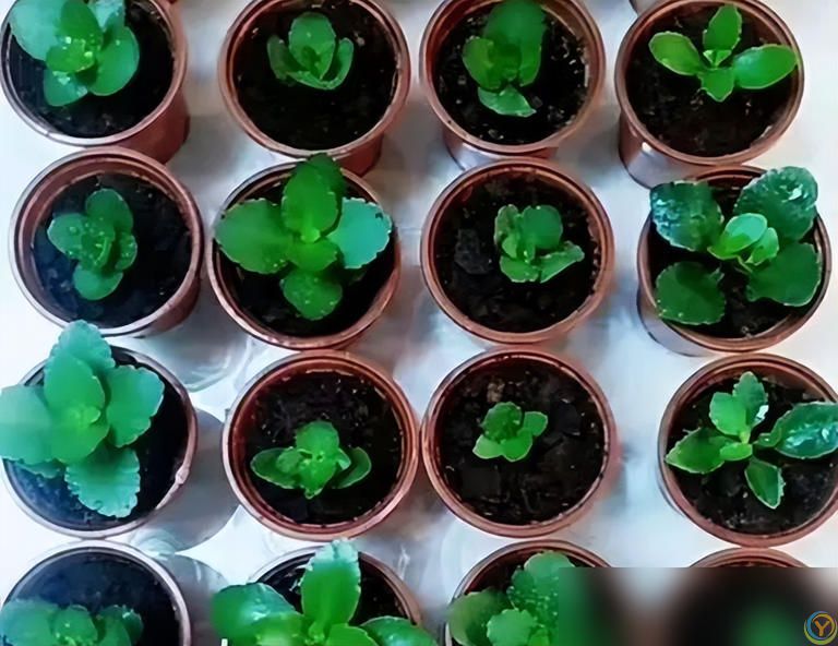 这些花快扦插，当年即可开花！