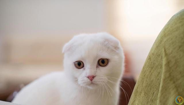 猫咪的小脑袋里，每天都在琢磨啥？