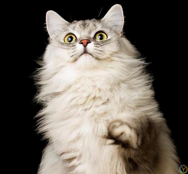 猫咪有这8种特征，说明你养得很好！