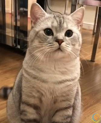 猫咪有这8种特征，说明你养得很好！