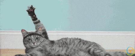 猫咪有这8种特征，说明你养得很好！