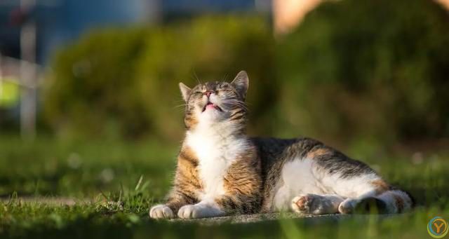 夏季养猫小贴士，猫咪清凉一夏的健康生活指南