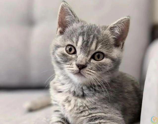 猫咪宁愿宅家打呼噜，不跑出去浪，背后原因太暖心