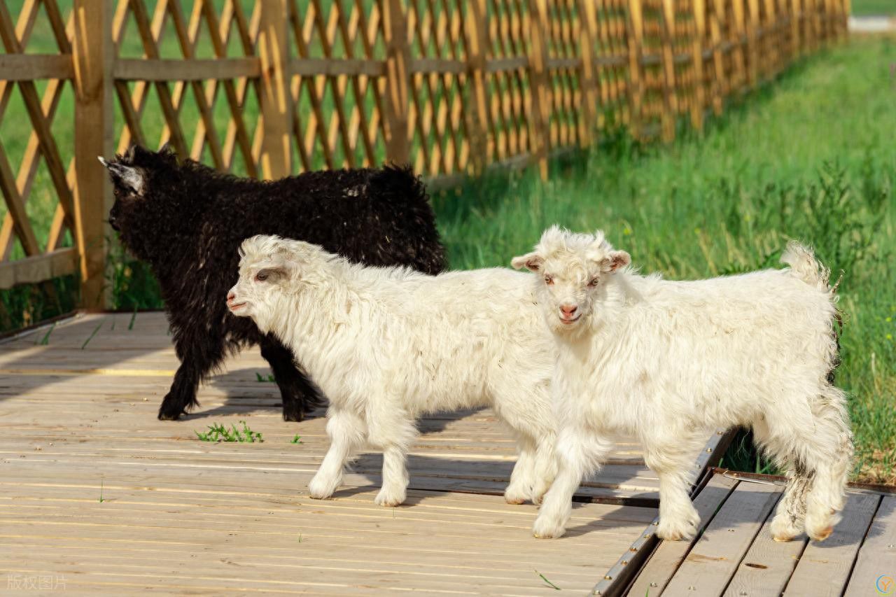 中国哪里的羊肉最好吃？这8个地方的羊，香到让你怀疑人生！