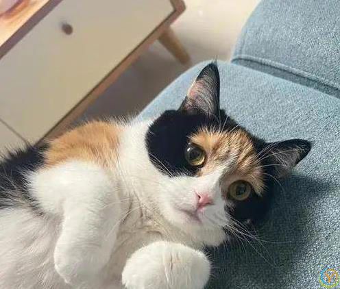 养橘猫爱吃喝，布偶猫精致讲究，你家猫咪暴露了啥？